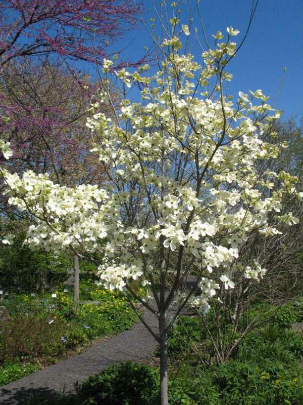 Cherokee Princess Dogwood