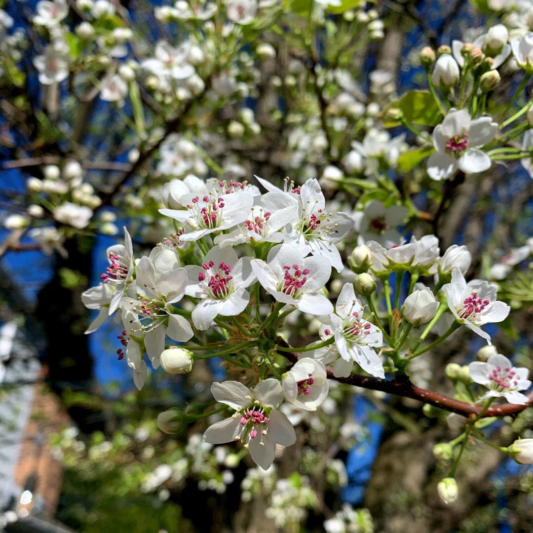 1” Pear Tree - 🌲