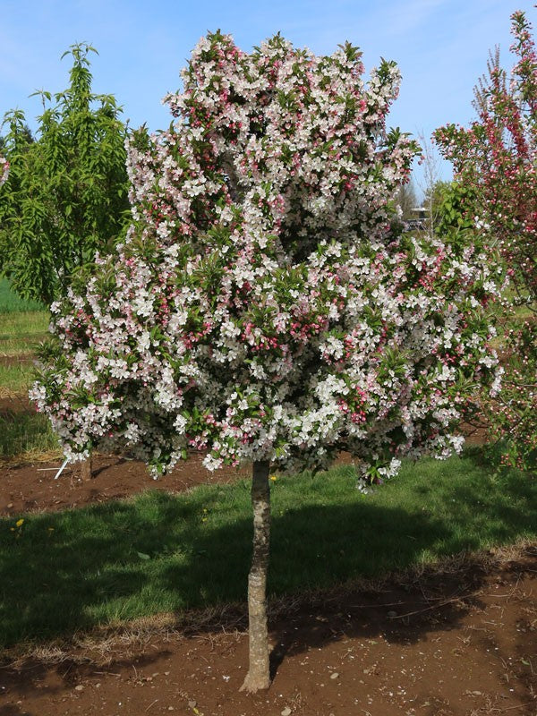 Sparkling Sprite Crab Apple on standard