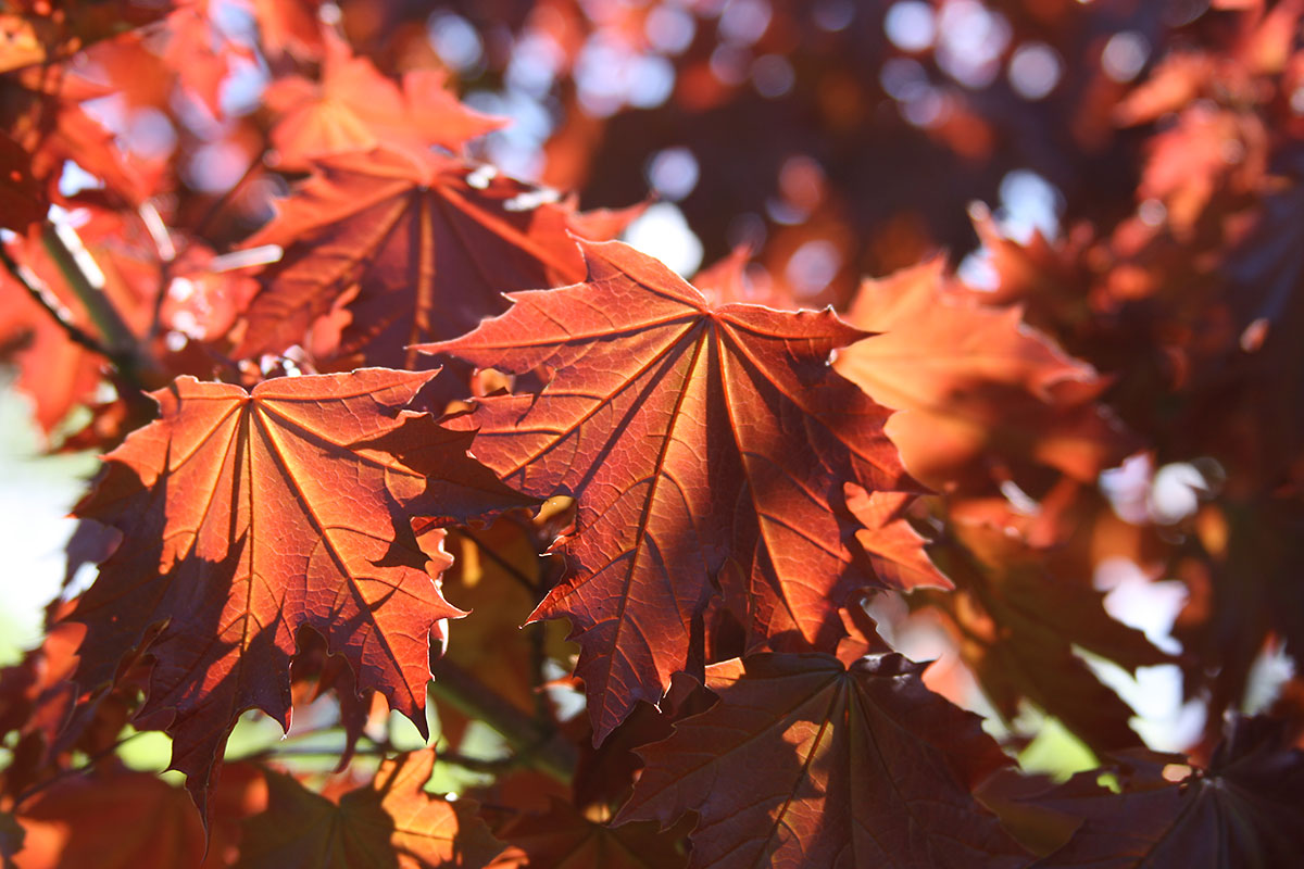 Crimson Centuary Maple