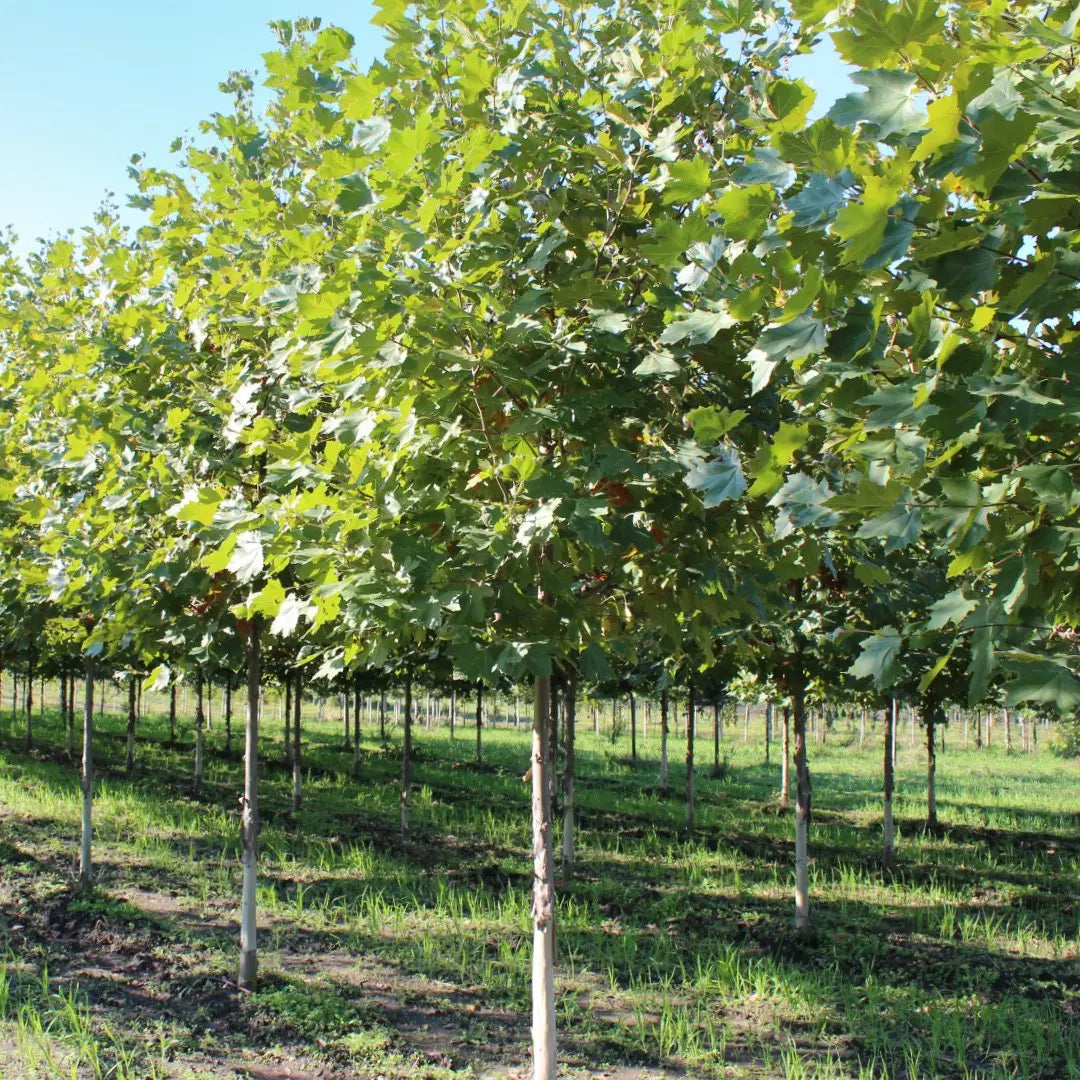3.0 inch/18' Morton Circle Sycamore