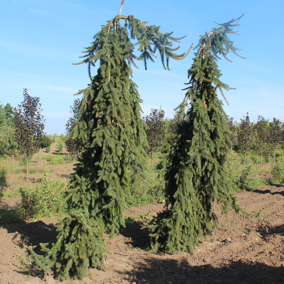 Ornamental Weeping Norway Pine