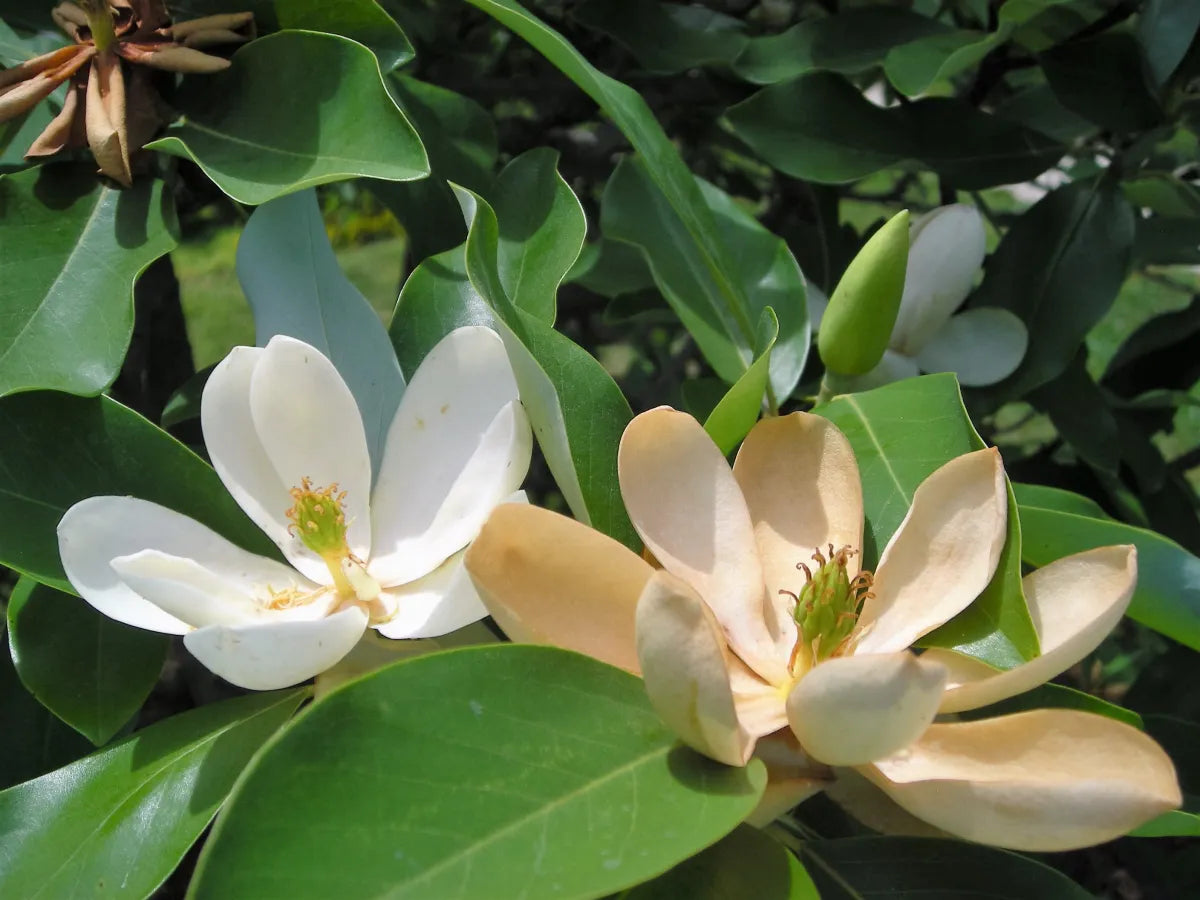 8’ Virginia Magnolia