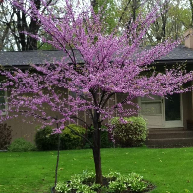 Baby Eastern Redbud