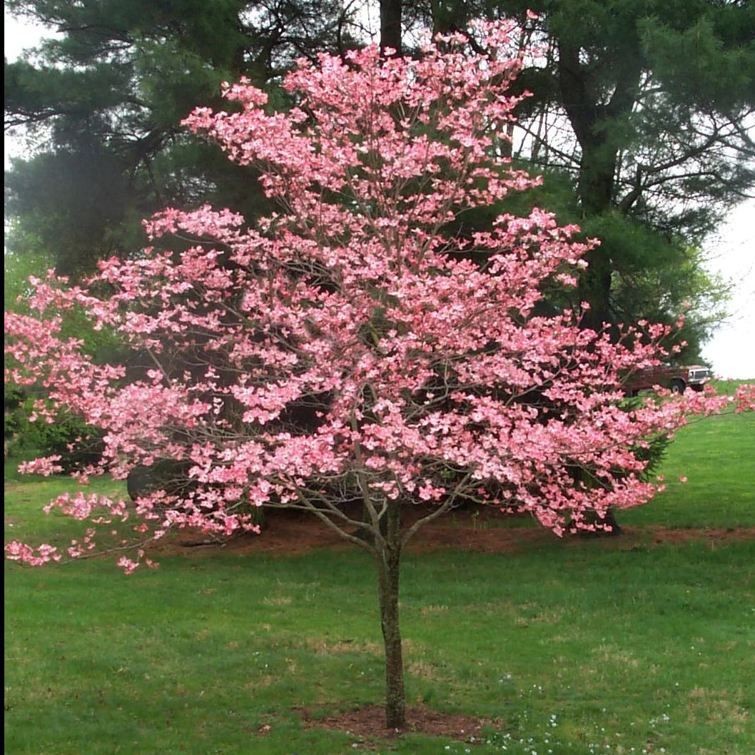 Pink Dogwood