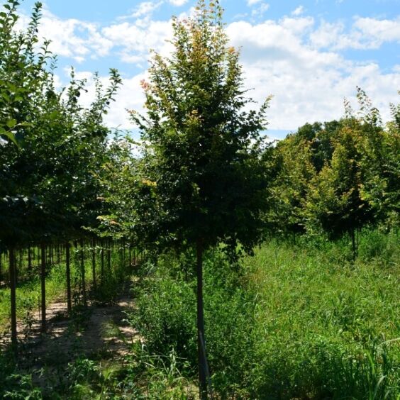 Frontier Elm 15’
