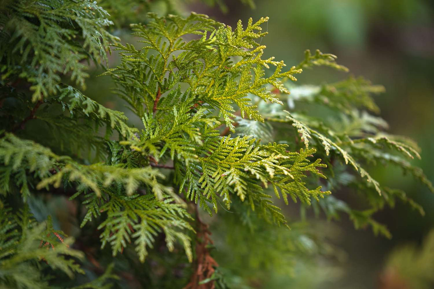 6’ Emerald Green Arborvitae 2.0 12/2023