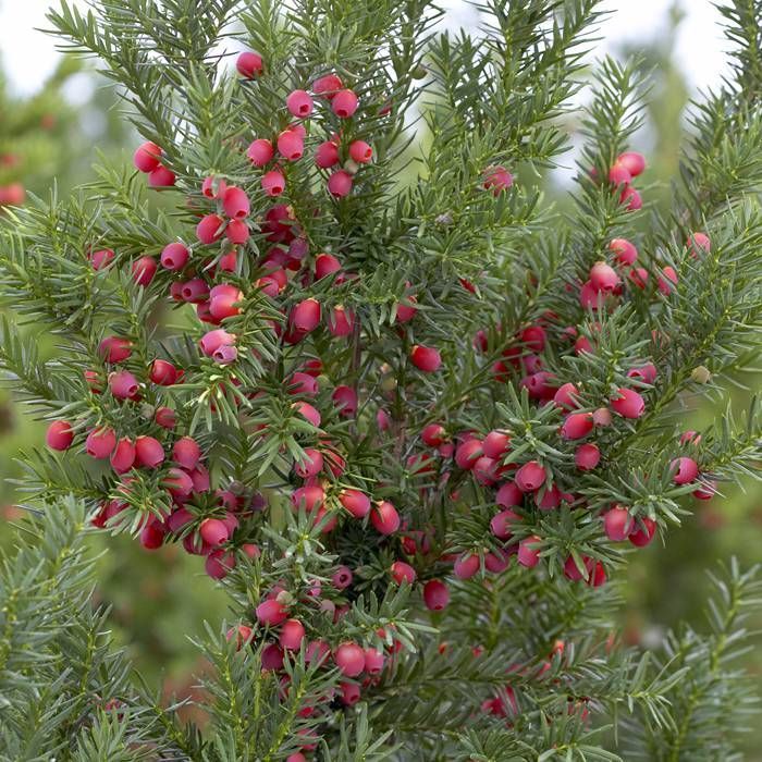 Taxus - Hicksii -🌲