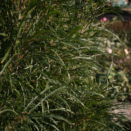 Fine Line Buckthorn