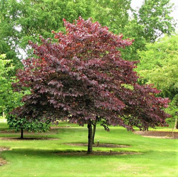 1.75β Forest Pansy Redbud - π²
