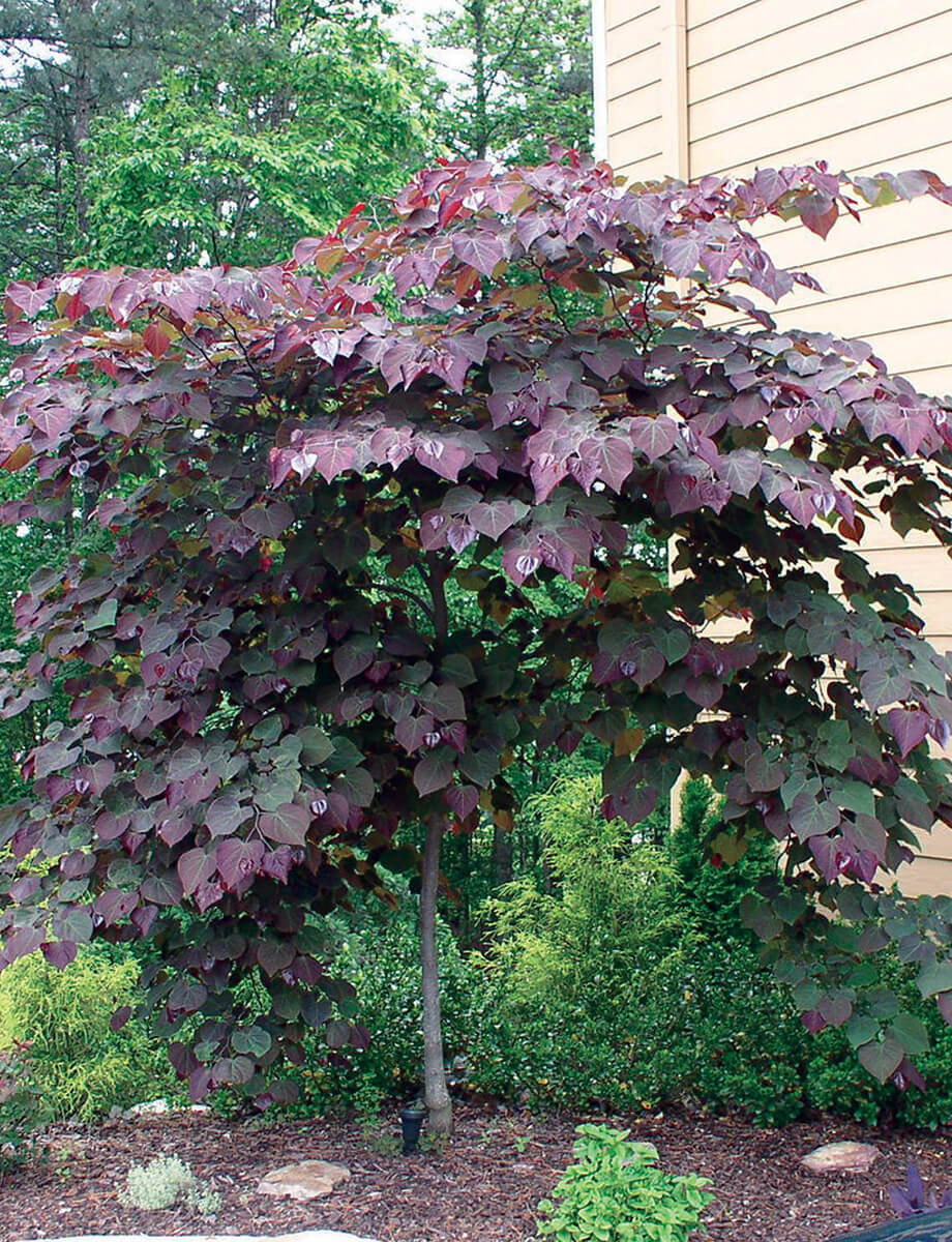 Forest Pansy Redbud - π²