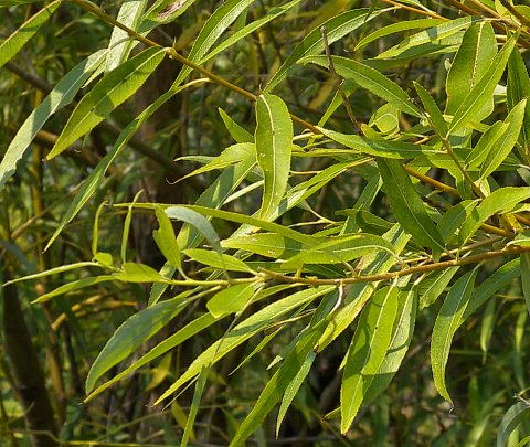 Golden Weeping Willow (Park Grade) - 🌲
