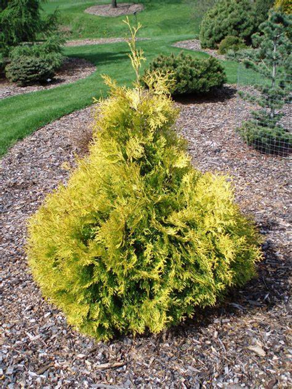 Golden Arborvitae 4’