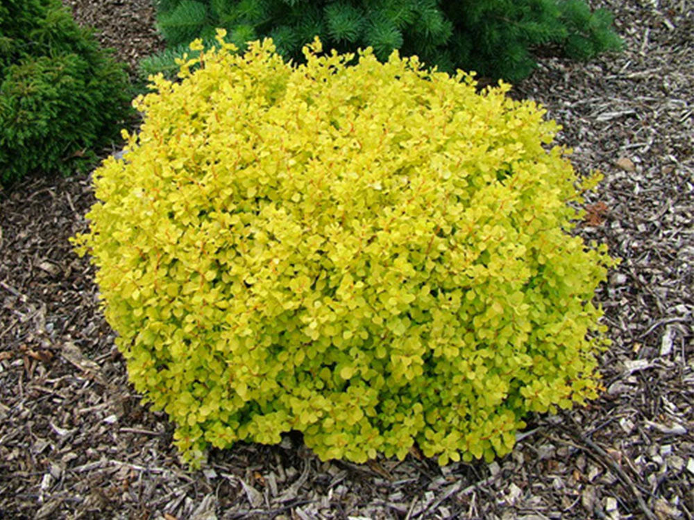 Barberry- Yellow