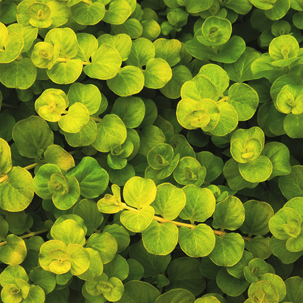 Musician n. ‘Goldii’- Creeping Jenny - 🌲