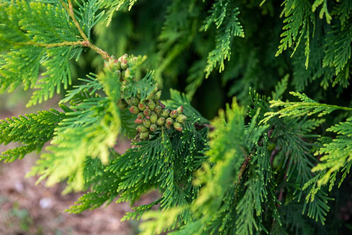6’ Green Giant Arborvitae