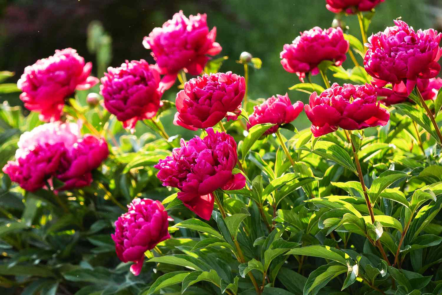 Peonias