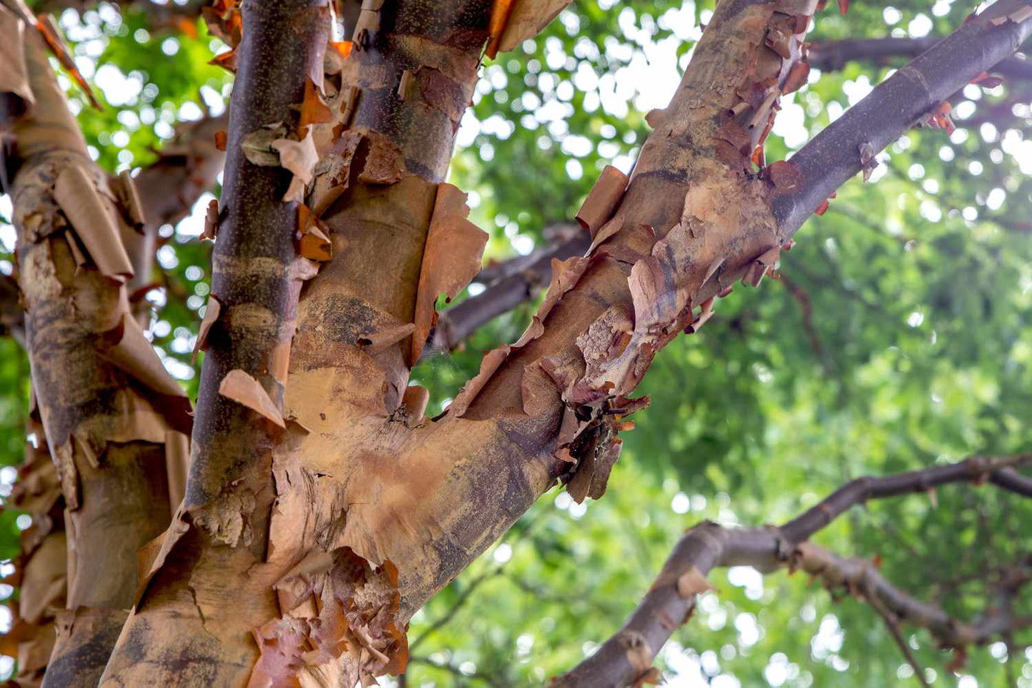 Paperbark Maple tree
