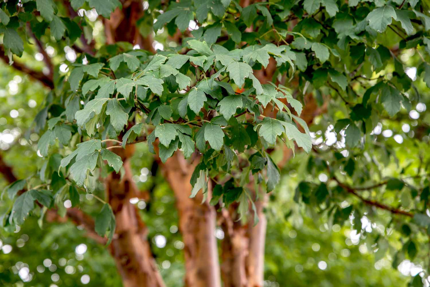 Paperbark Maple tree