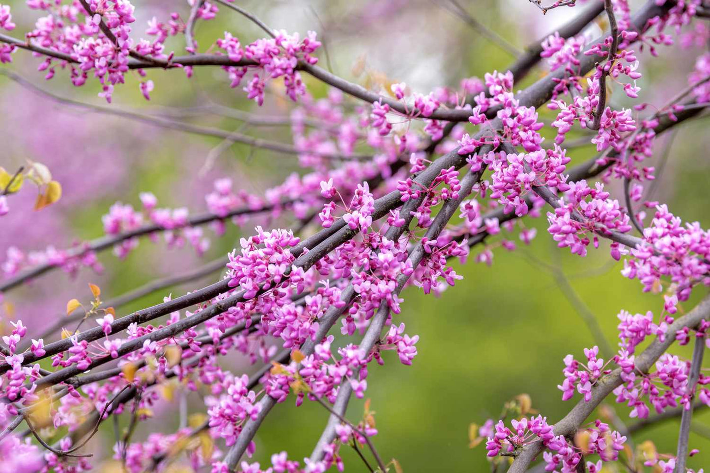 2” Weeping Standard Redbud - 🌲