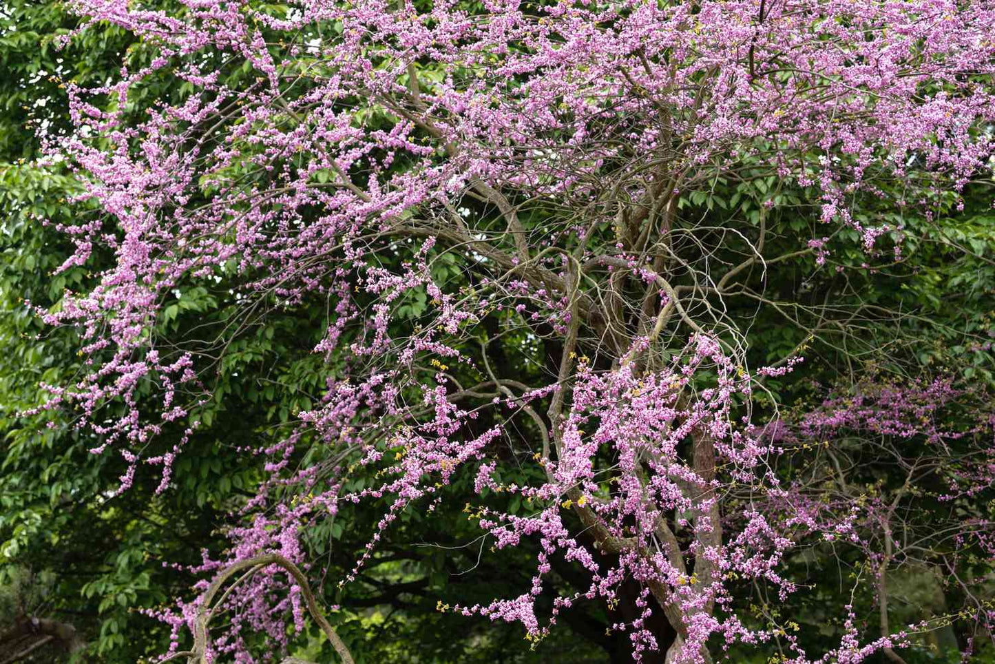 2” Weeping Standard Redbud - 🌲