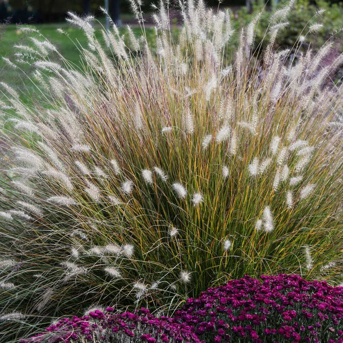 Grass- Hameln - 🌲