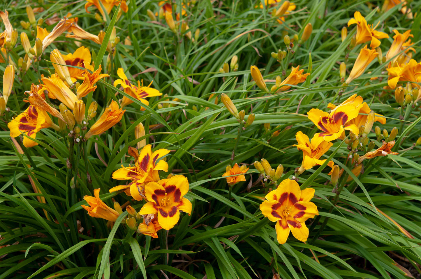 DayLillies