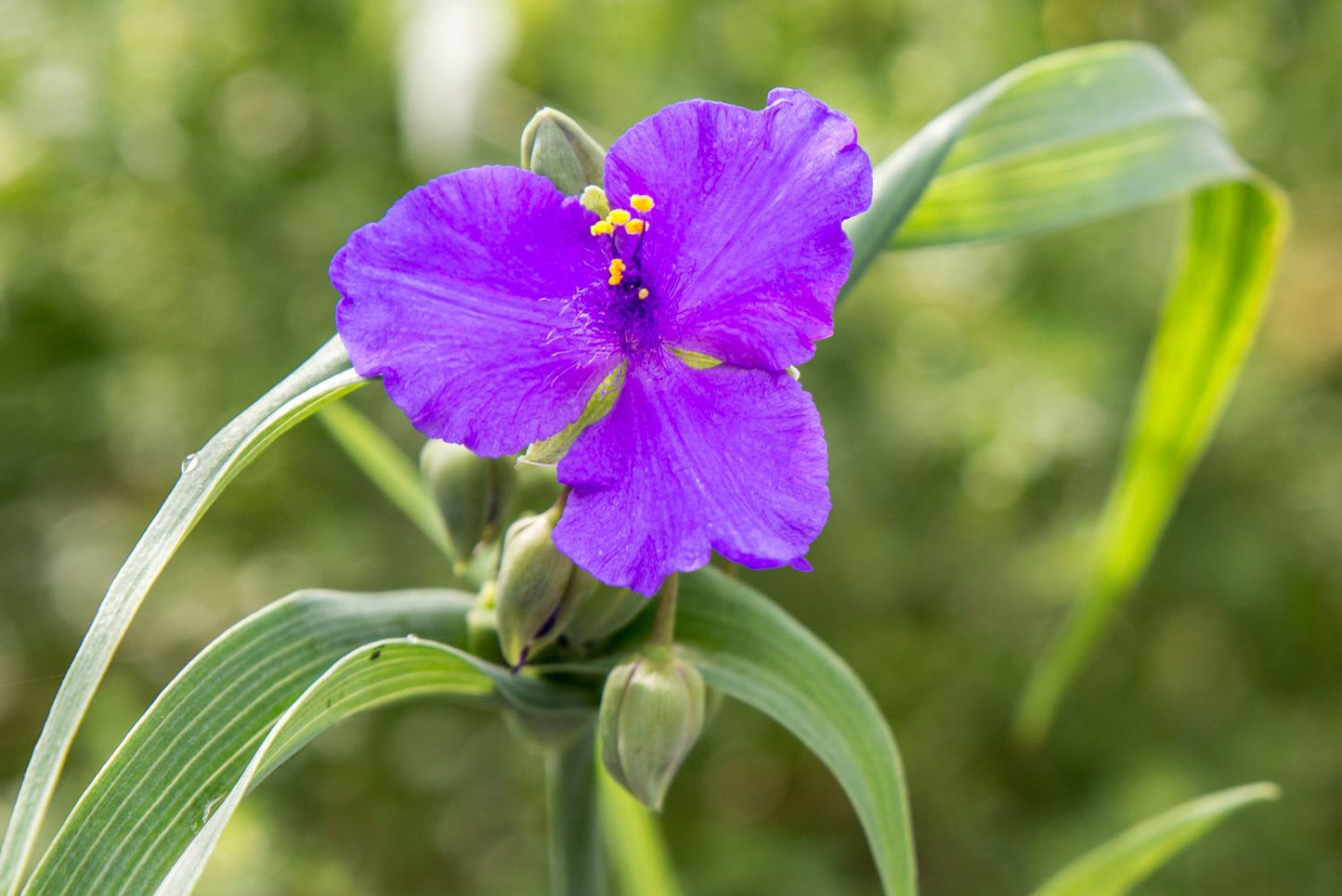 Spiderwort