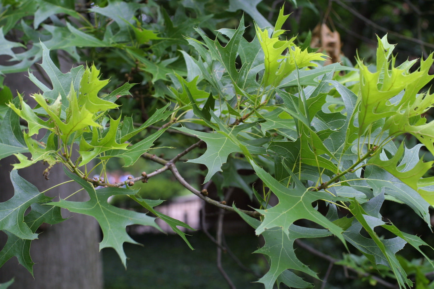 Pin Oak