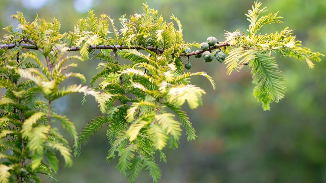 Dawn Redwood