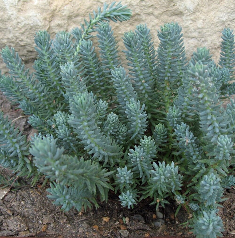 Sedum r. ‘Blue Spruce’
