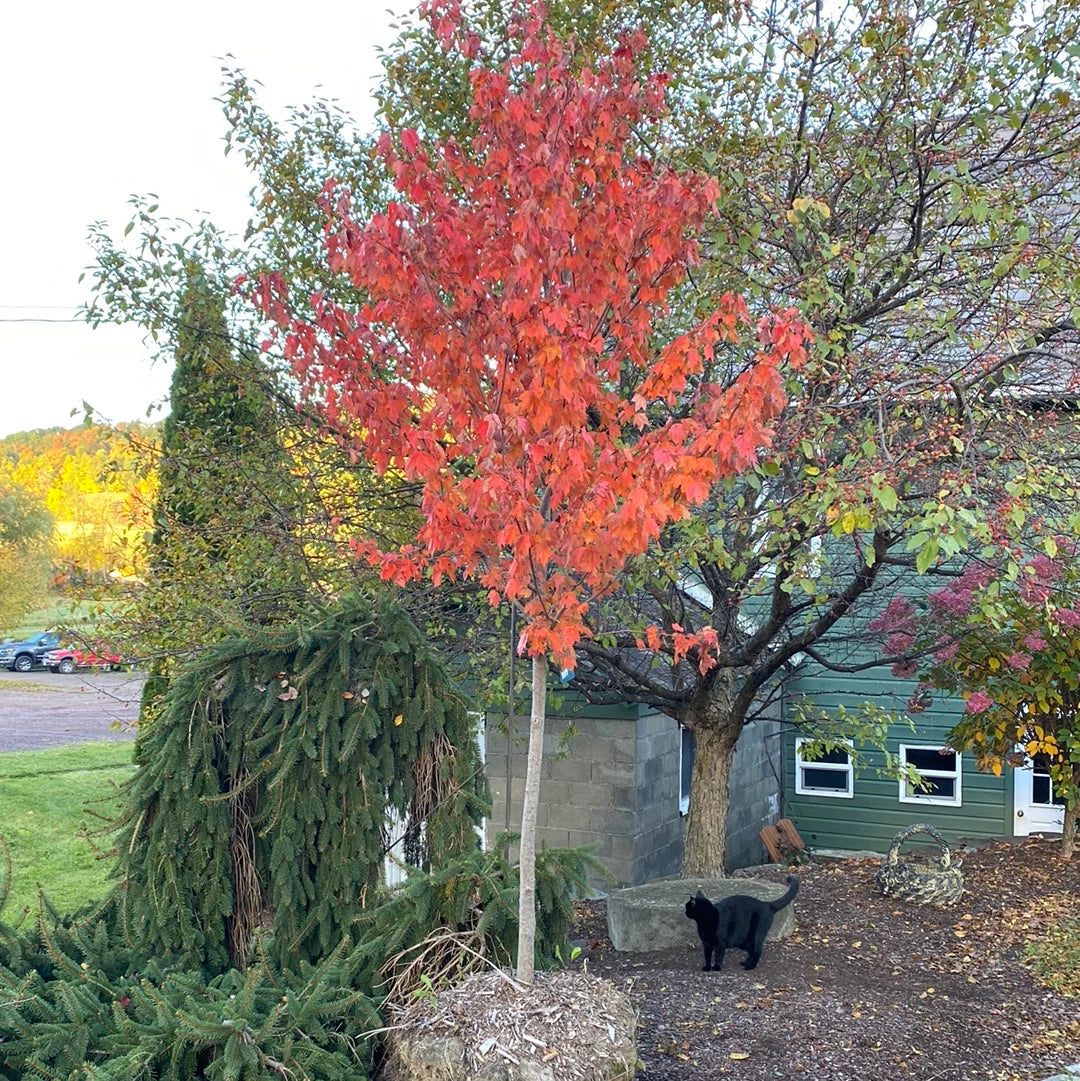Red Sunset Maple 🍁