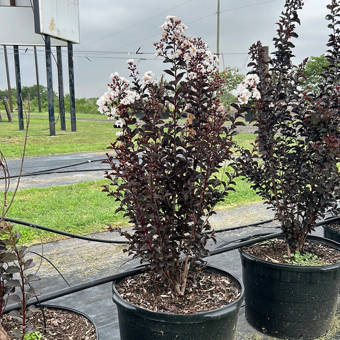 Crepe Myrtle
