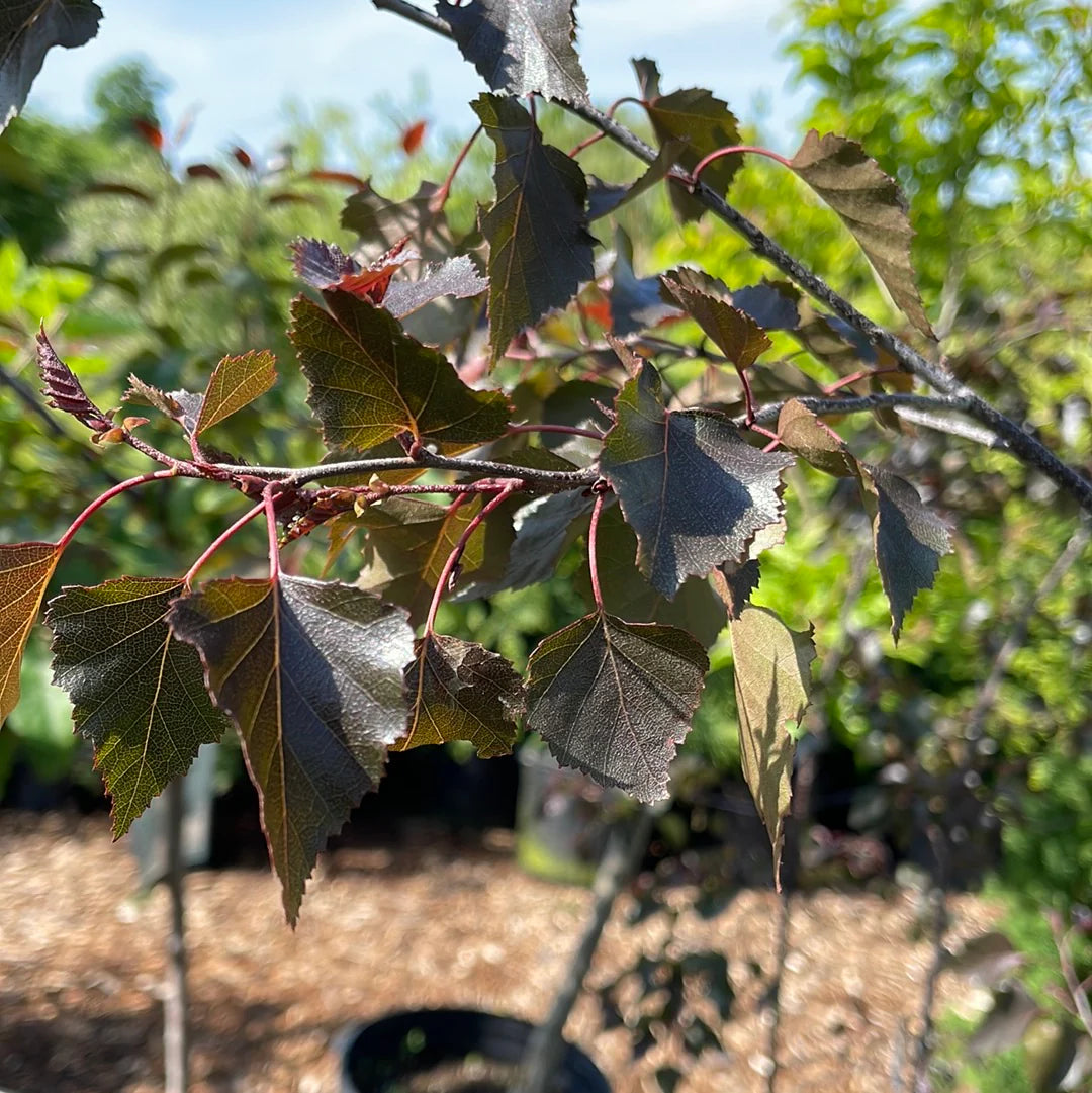 Royal Frost Riverbirch Clump - 10’