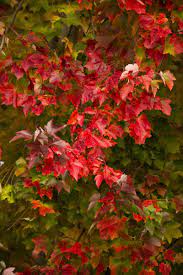 Red Sunset Maple 🍁