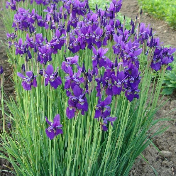 Iris- Cesar’s Brother