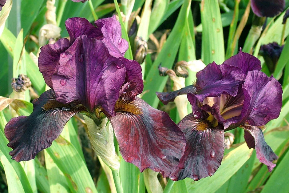 Iris- Misc