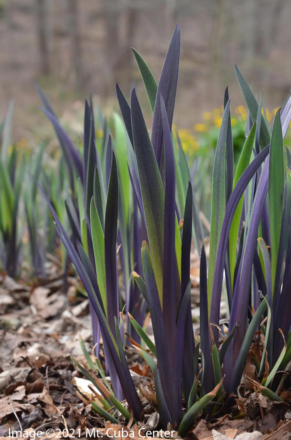 Purple Flame Iris