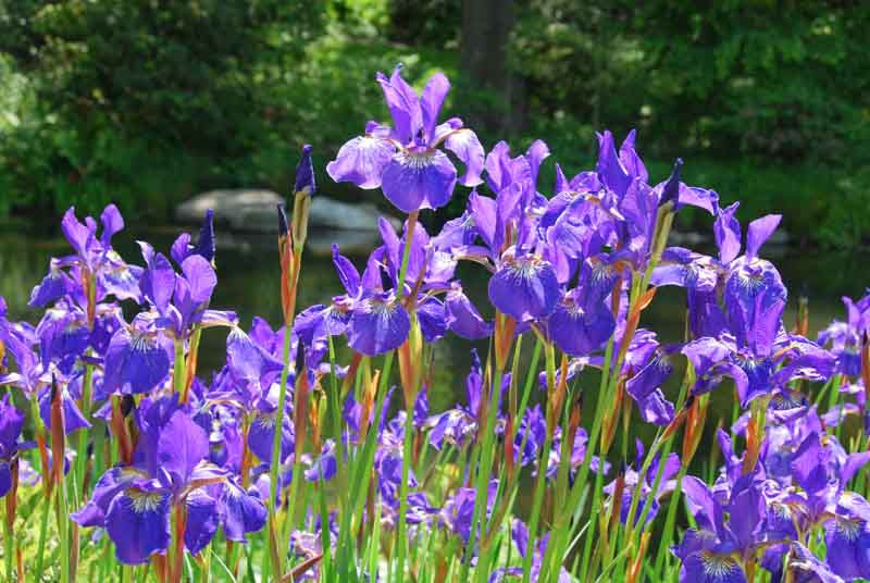Iris- Cesar’s Brother