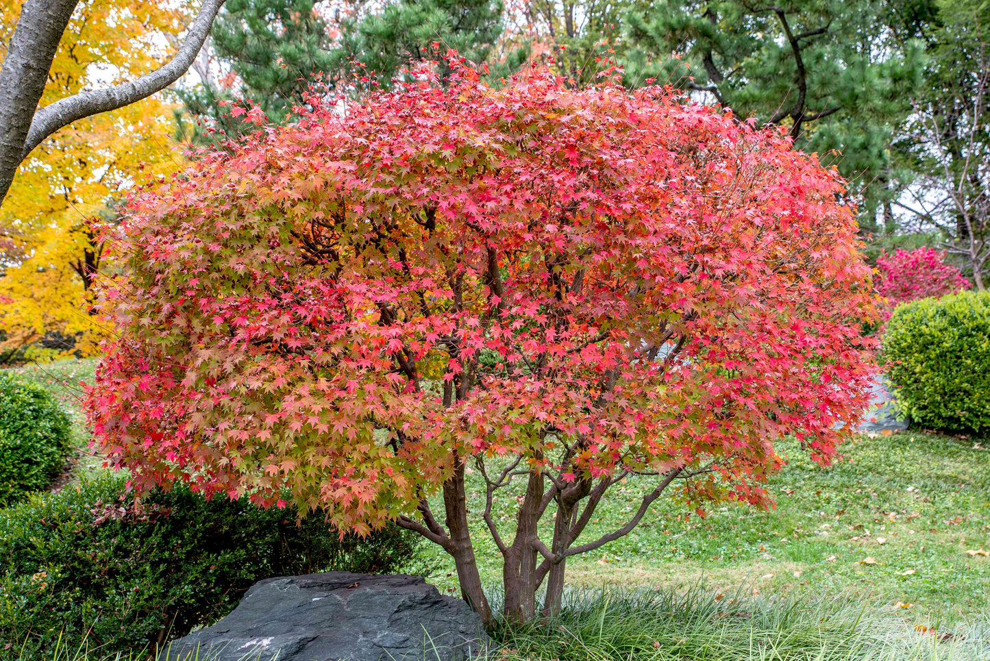 Japanese Maple - Mixed Varities - 🌲
