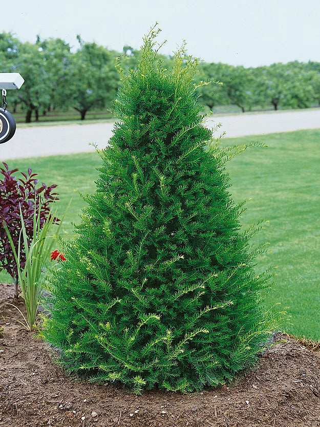 30" Japanese Yew