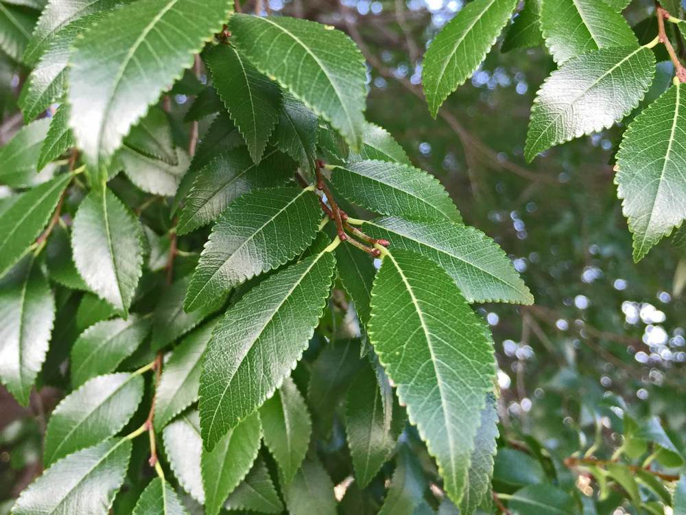 Allee Lacebark Elm
