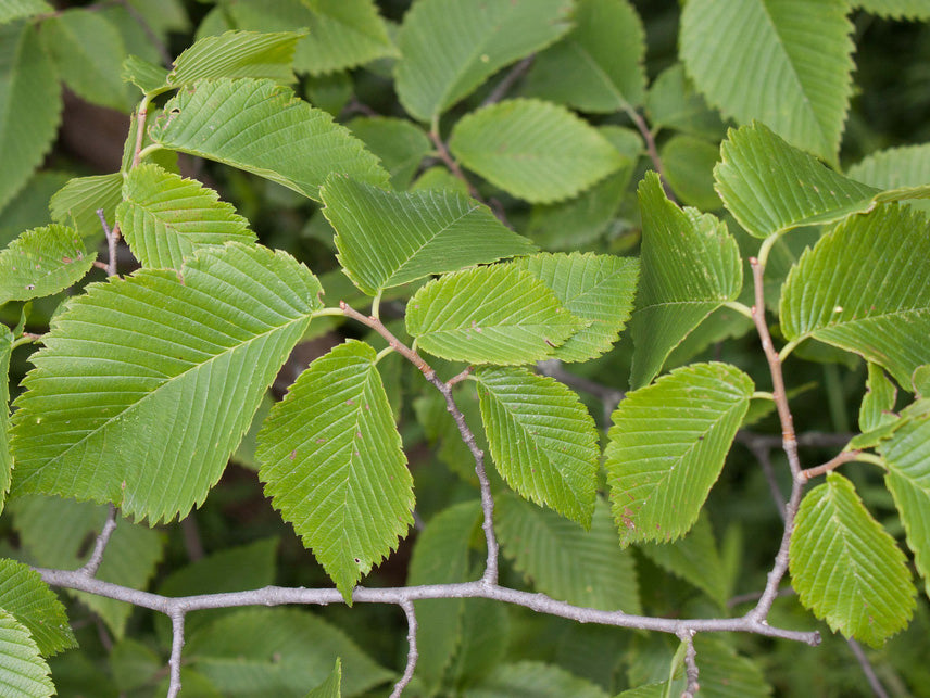 3.0” Wild Elm