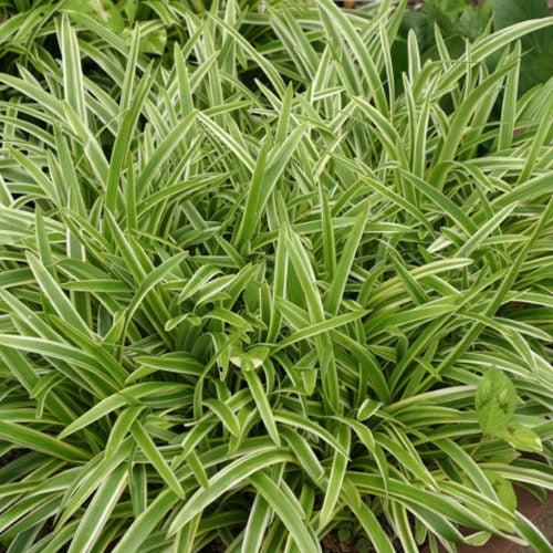 Liriope Variegated