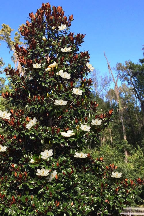 Bracken Beauty Magnolia 6-7’ 12/2023 3.0