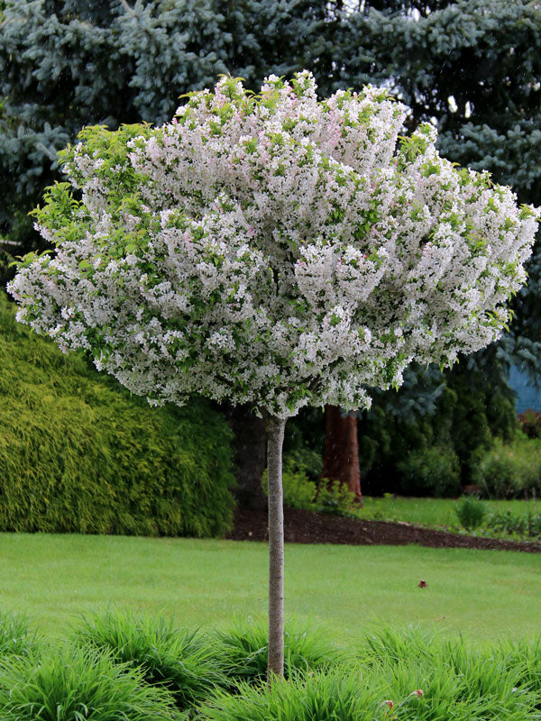 Sparkling Sprite Crab Apple on standard