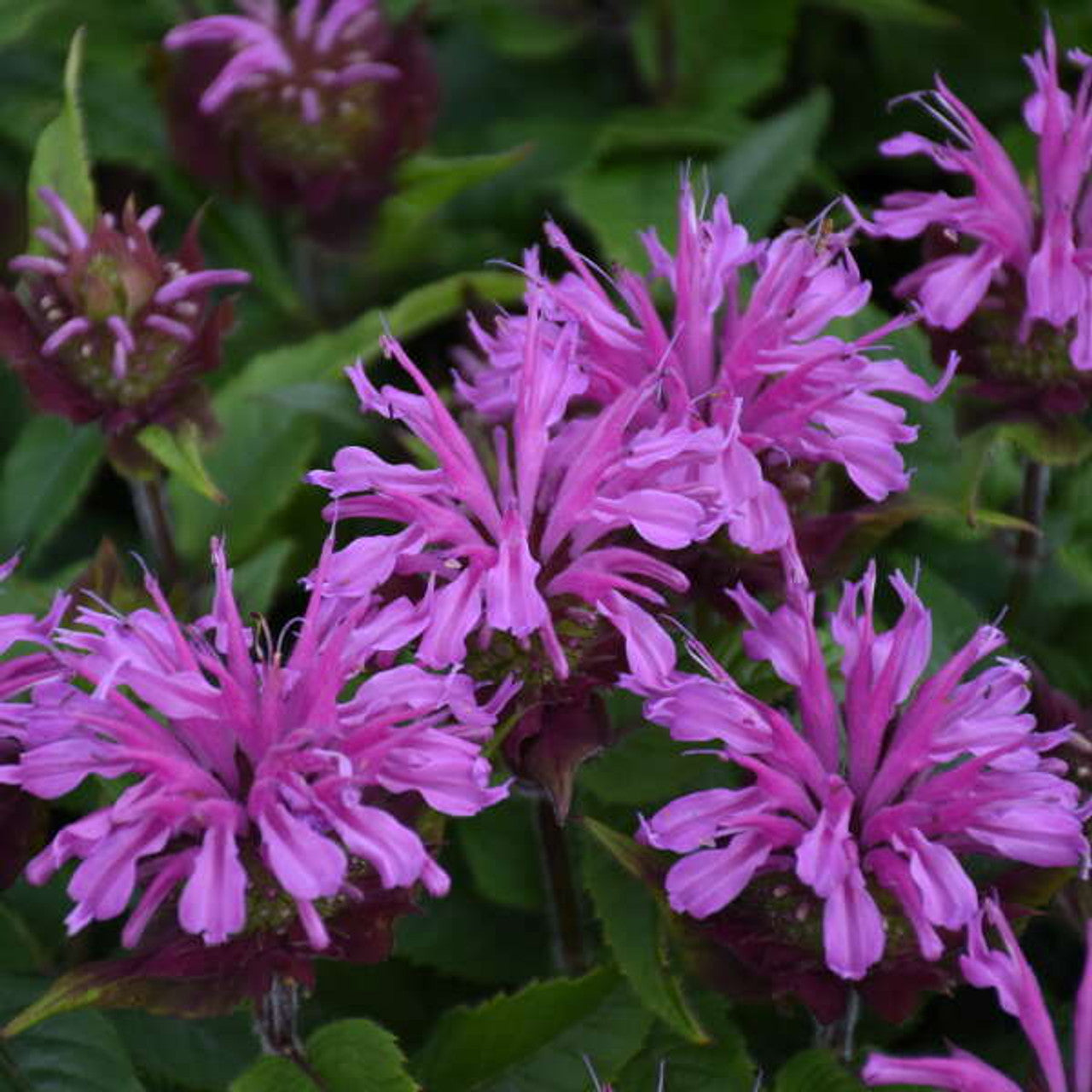 Monarda d. ‘pardon my purple’