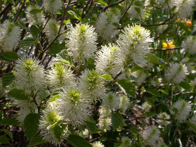 Mt. Airy Forgithia