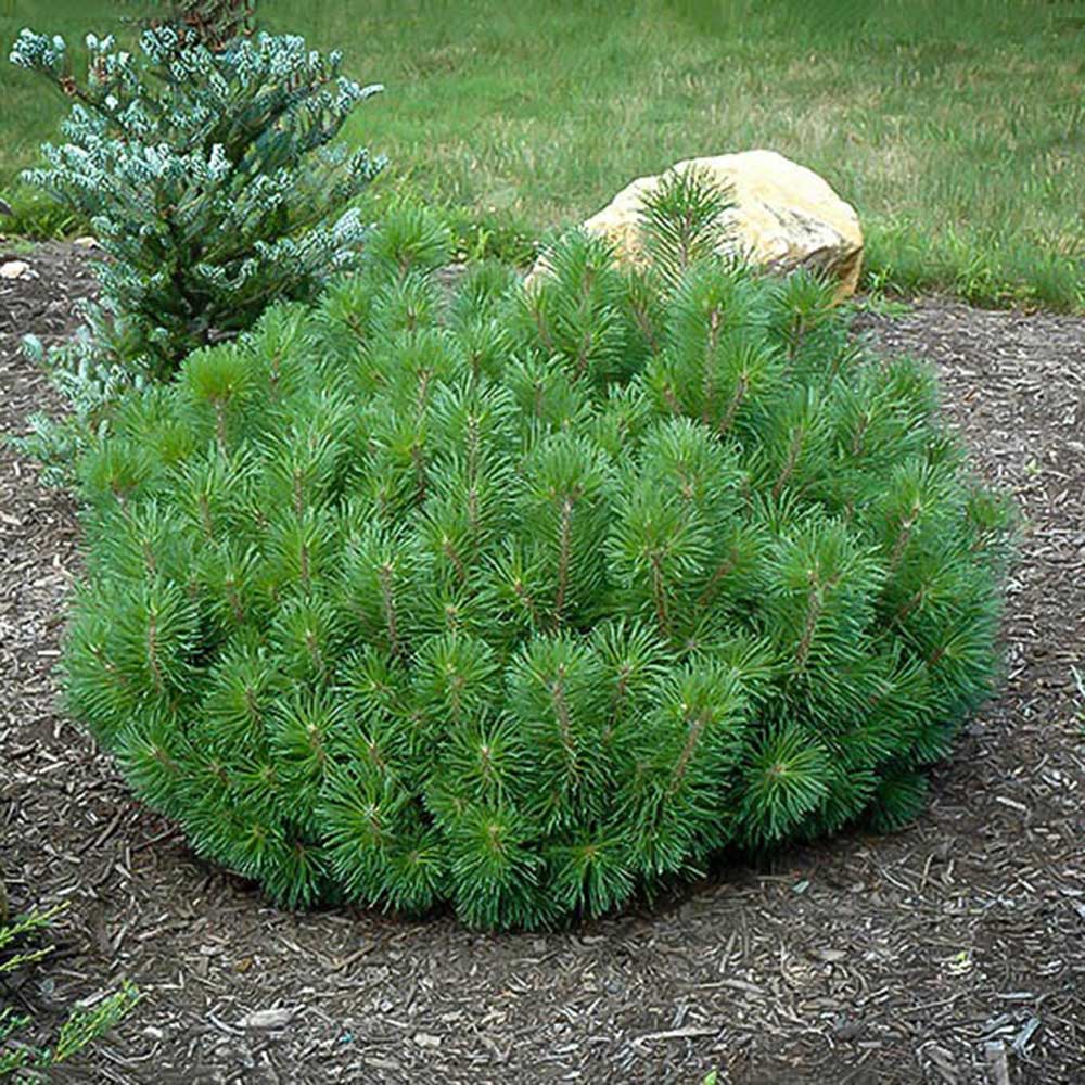Mugo Pine