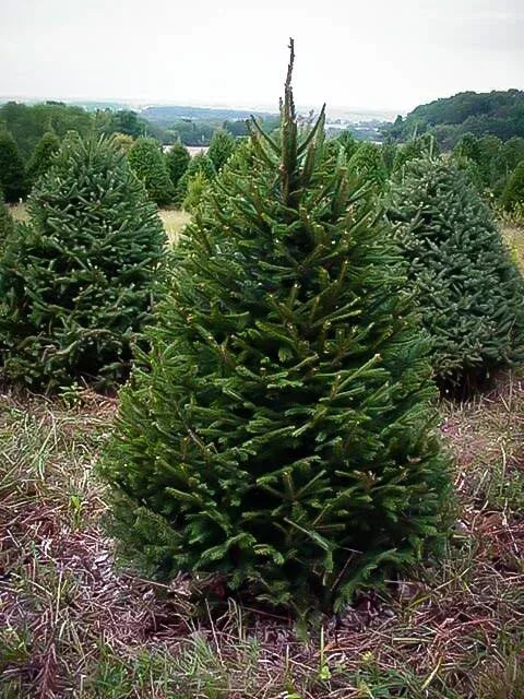 6' Norway Spruce